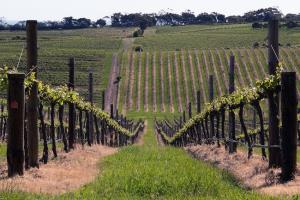 Simbolična fotografija: Vinograd