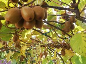 IMG-c4cfe579caf0db3dd0d3d9a6aa36fb18-V